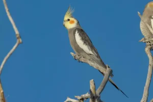 شستشوی چینه دان