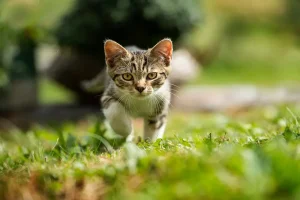 آزمون تشخیص اولیه بیماری‌ها در گربه‌ها